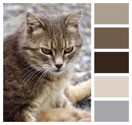 Animal Domestic Cat Cat Image